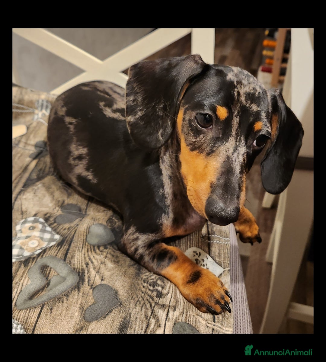 Bassotto cani per accoppiamento: Bassotto Nano Arlecchino pedigree Enci per monta - Annuncio 3