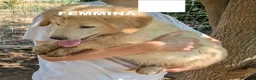 Meticcio cani in regalo: Cuccioli meticci cercano casa - Annuncio 22