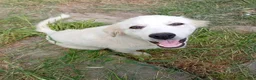 Pastore Maremmano cani in regalo: Dolcissimo cucciolo 5 mesi abbandonato da tutti  - Annuncio 6