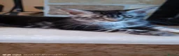Maine Coon gatti in vendita: Maine coon  - Annuncio 3