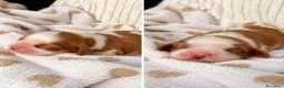 Cavalier King cani in vendita: Cuccioli di Cavalier King con Affisso ENCI  - Annuncio 4