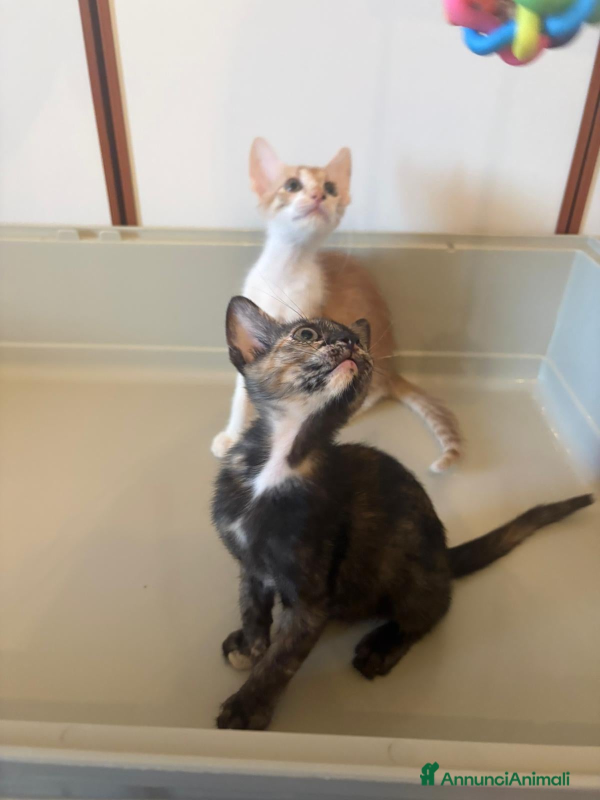 Meticcio gatti Gattini adorabili - Annuncio 7