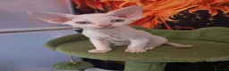 Devon Rex gatti in vendita: Devon rex red point  - Annuncio 7