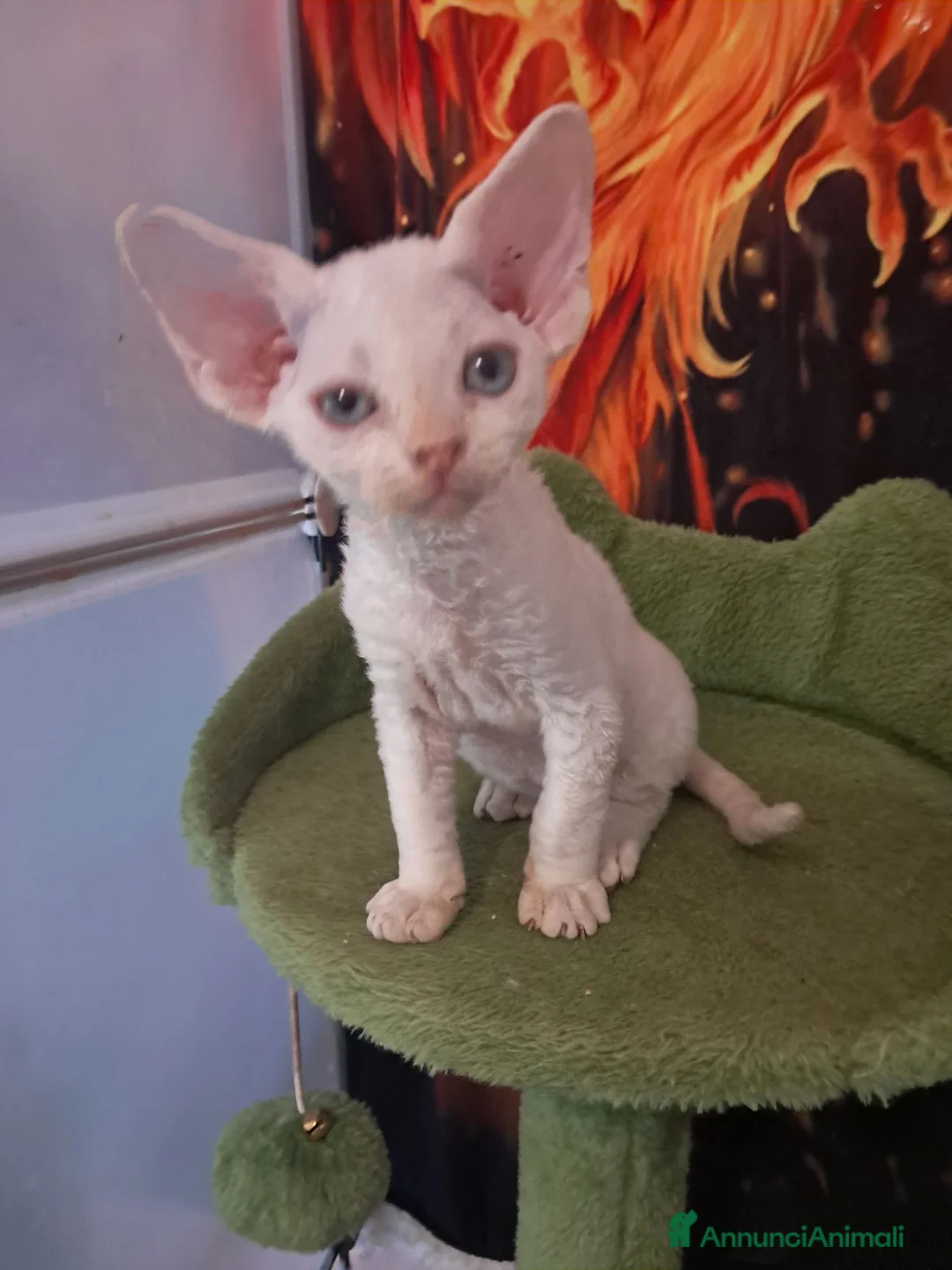 Devon Rex gatti in vendita: Devon rex red point  - Annuncio 7