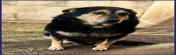 Meticcio cani in regalo: PONCHO dolcissimo patatone - Annuncio 2