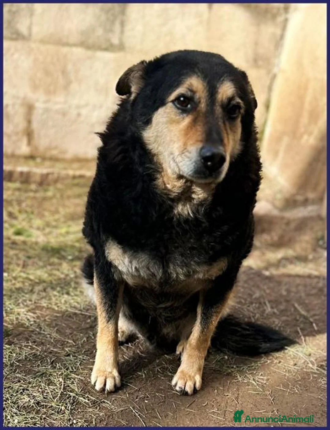 Meticcio cani in regalo: PONCHO dolcissimo patatone - Annuncio 2