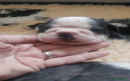 Boston Terrier cani in vendita: Boston terrier con pedigree  a Metropolitan City of Milan - Immagine 12