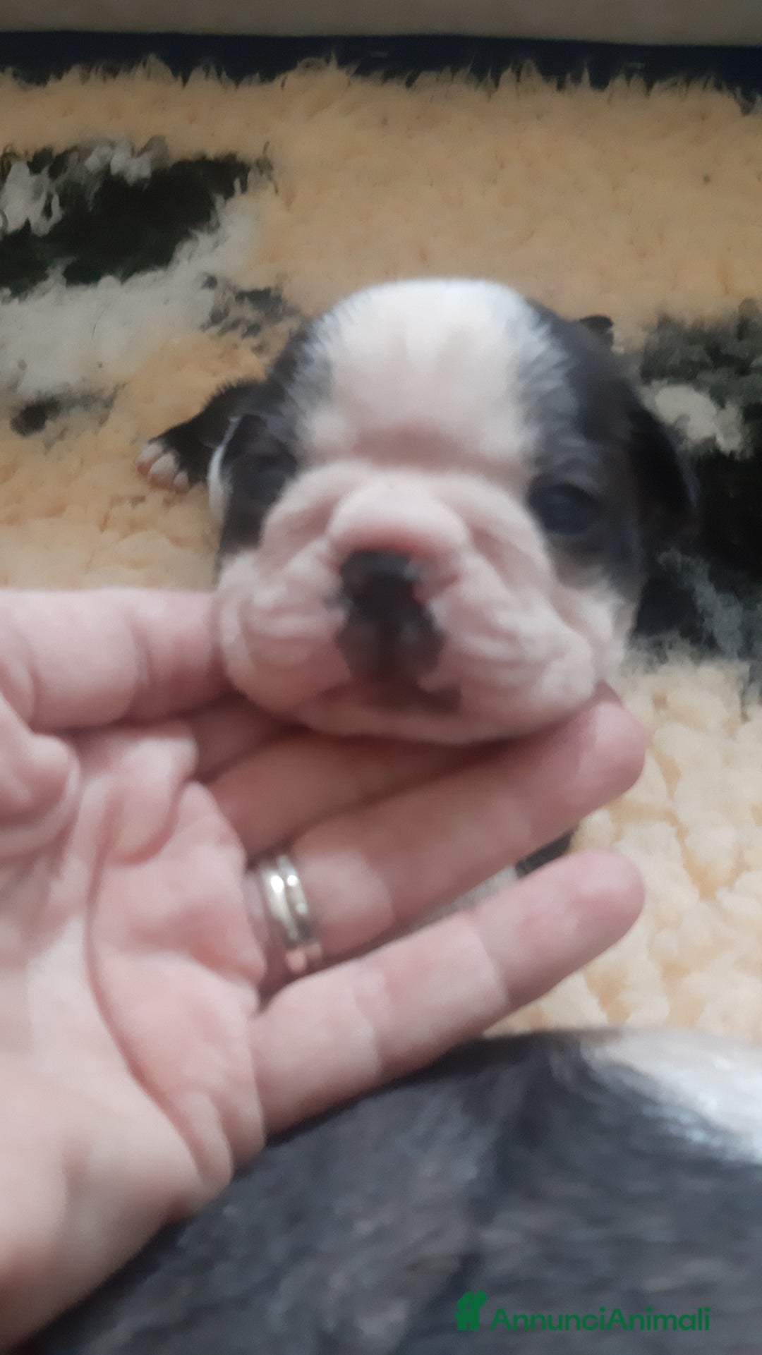 Boston Terrier cani in vendita: Boston terrier con pedigree  a Metropolitan City of Milan - Immagine 12