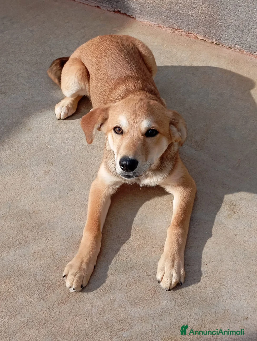 Meticcio cani in regalo: Florilla, taglia media! (4 mesi)  - Annuncio 1