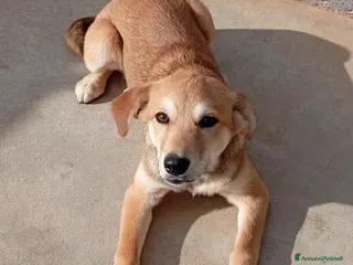 Meticcio cani in regalo: Florilla, taglia media! (4 mesi) - Annuncio 1