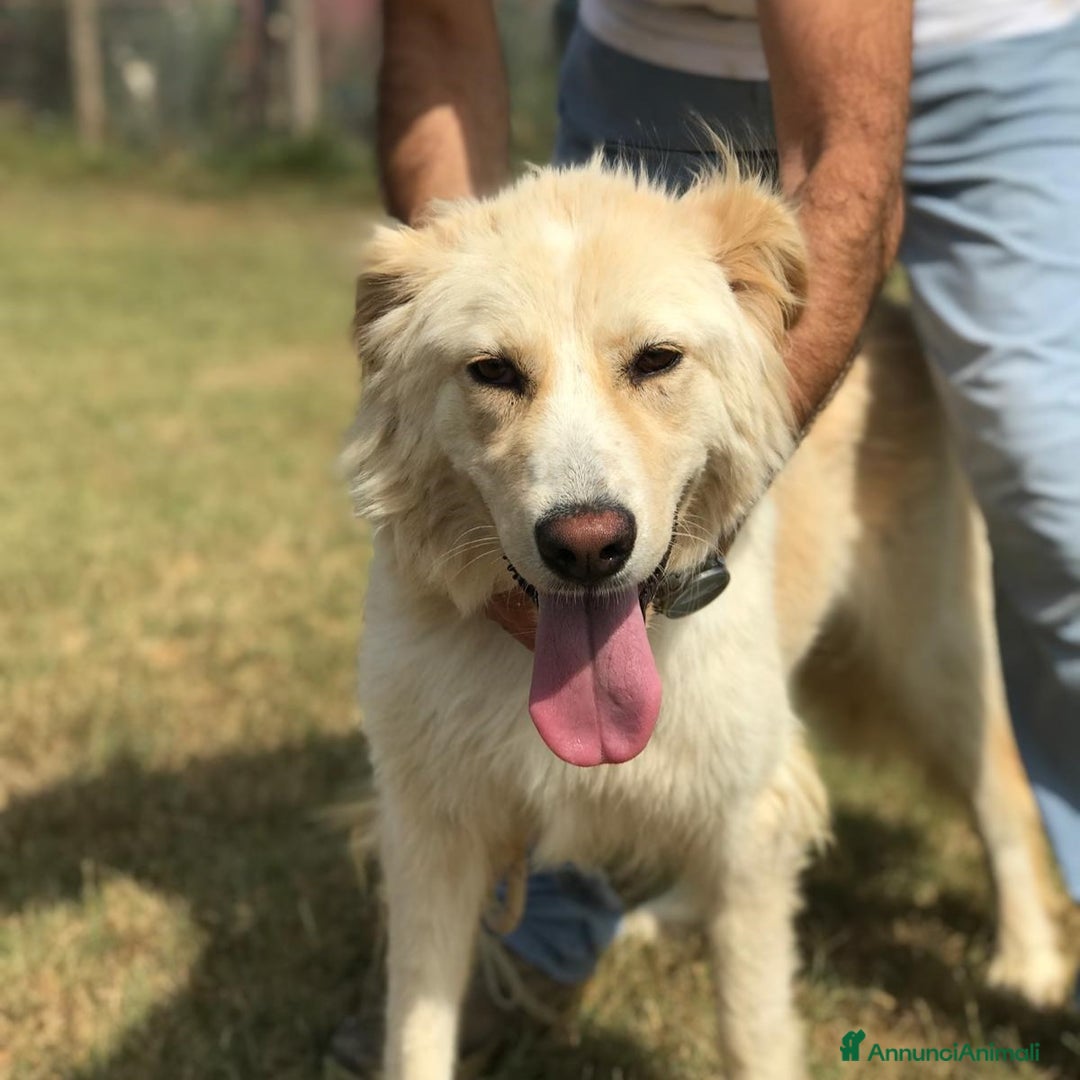 Golden Retriever cani in regalo: Connie, derivata golden IN ADOZIONE a Provincia di Latina - Immagine 1