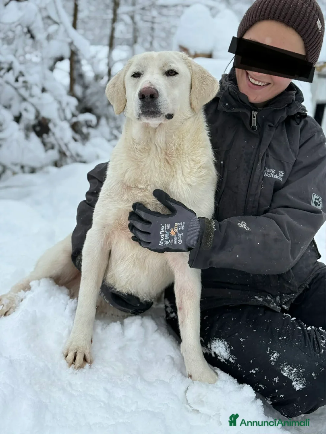 Meticcio cani in regalo: ARTIC, bianco come la neve! Buonissimo - Annuncio 2