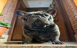 Bulldog Francese cani per accoppiamento: Ugo cerca fidanzata a Città metropolitana di Roma Capitale - Immagine 2
