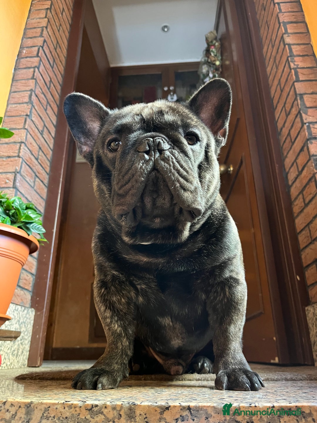 Bulldog Francese cani per accoppiamento: Ugo cerca fidanzata a Città metropolitana di Roma Capitale - Immagine 2