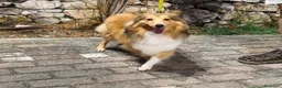 Shetland Sheepdog cani in vendita: femmina adulta shetland di 2 anni  - Annuncio 4