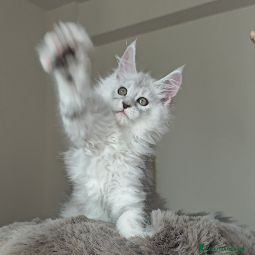 Maine Coon gatti in vendita: 6Cuccioli di MaineCoon con WCF - Immagine 5