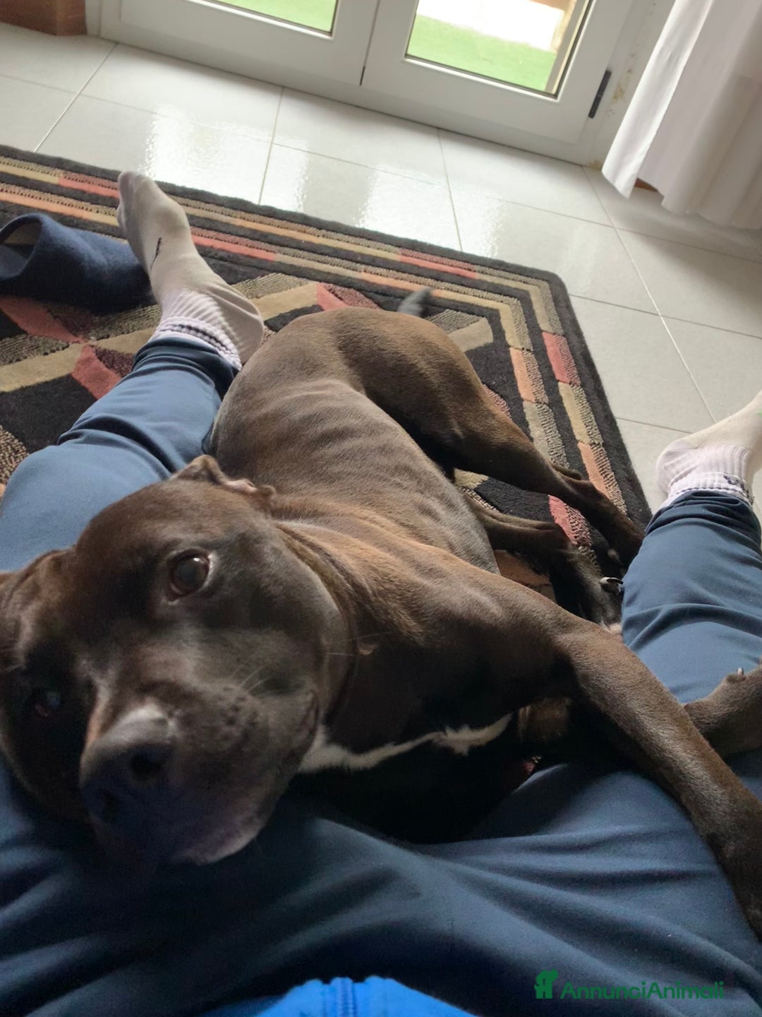 Pitbull cani in regalo: Chester Pitbull 2 anni maschio - Annuncio 7