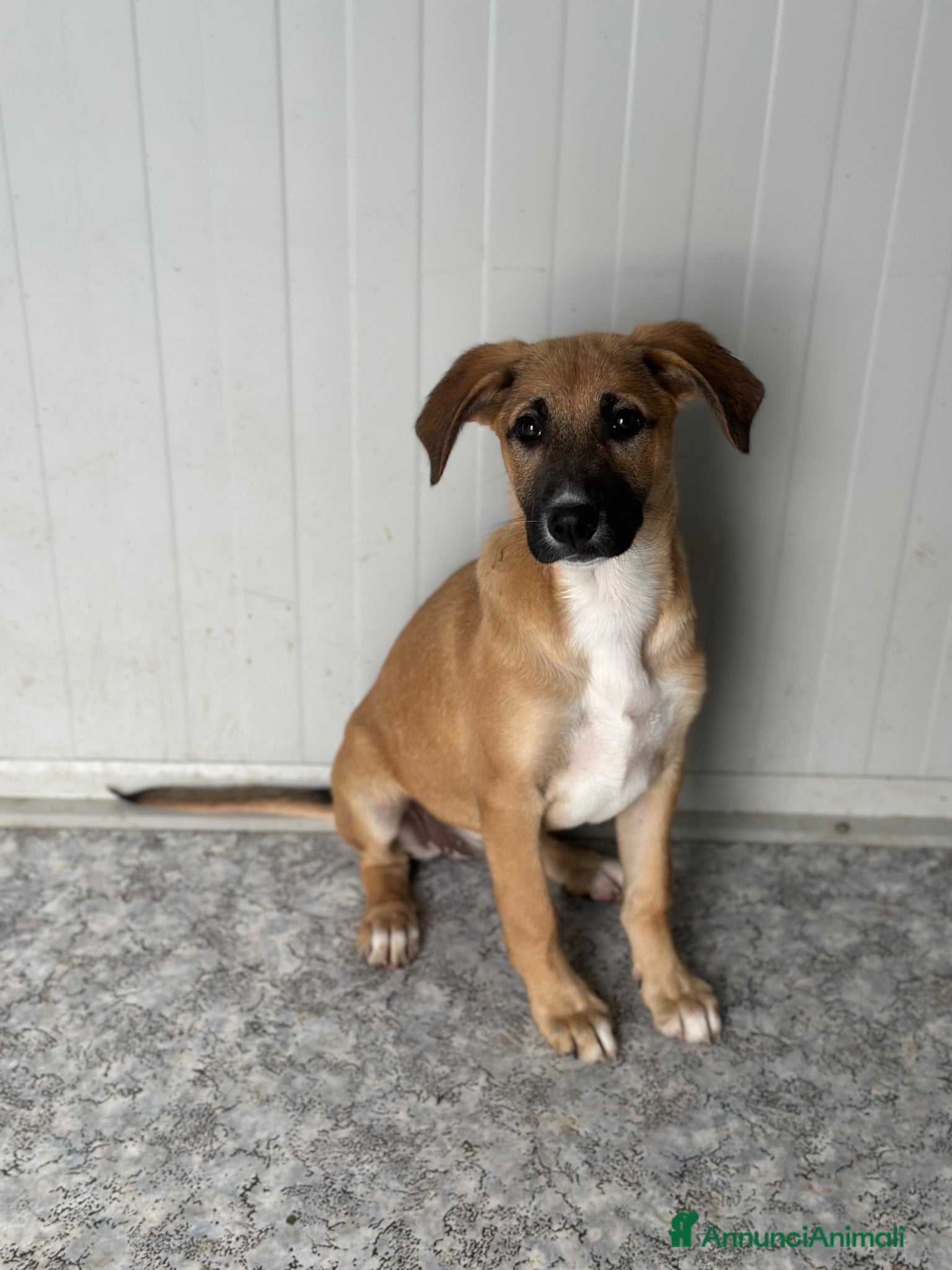 Meticcio cani KIRA CERCA FAMIGLIA - Annuncio 3