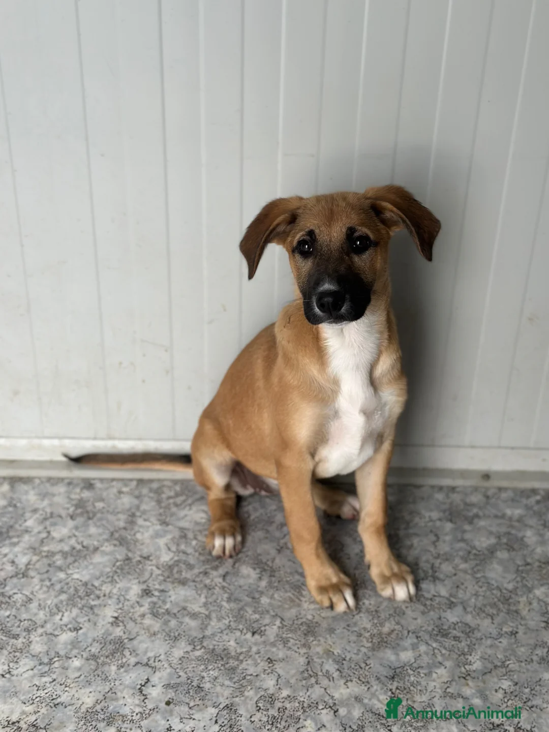 Meticcio cani in regalo: KIRA CERCA FAMIGLIA - Annuncio 1