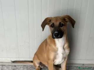 Meticcio cani KIRA CERCA FAMIGLIA - Annuncio 7