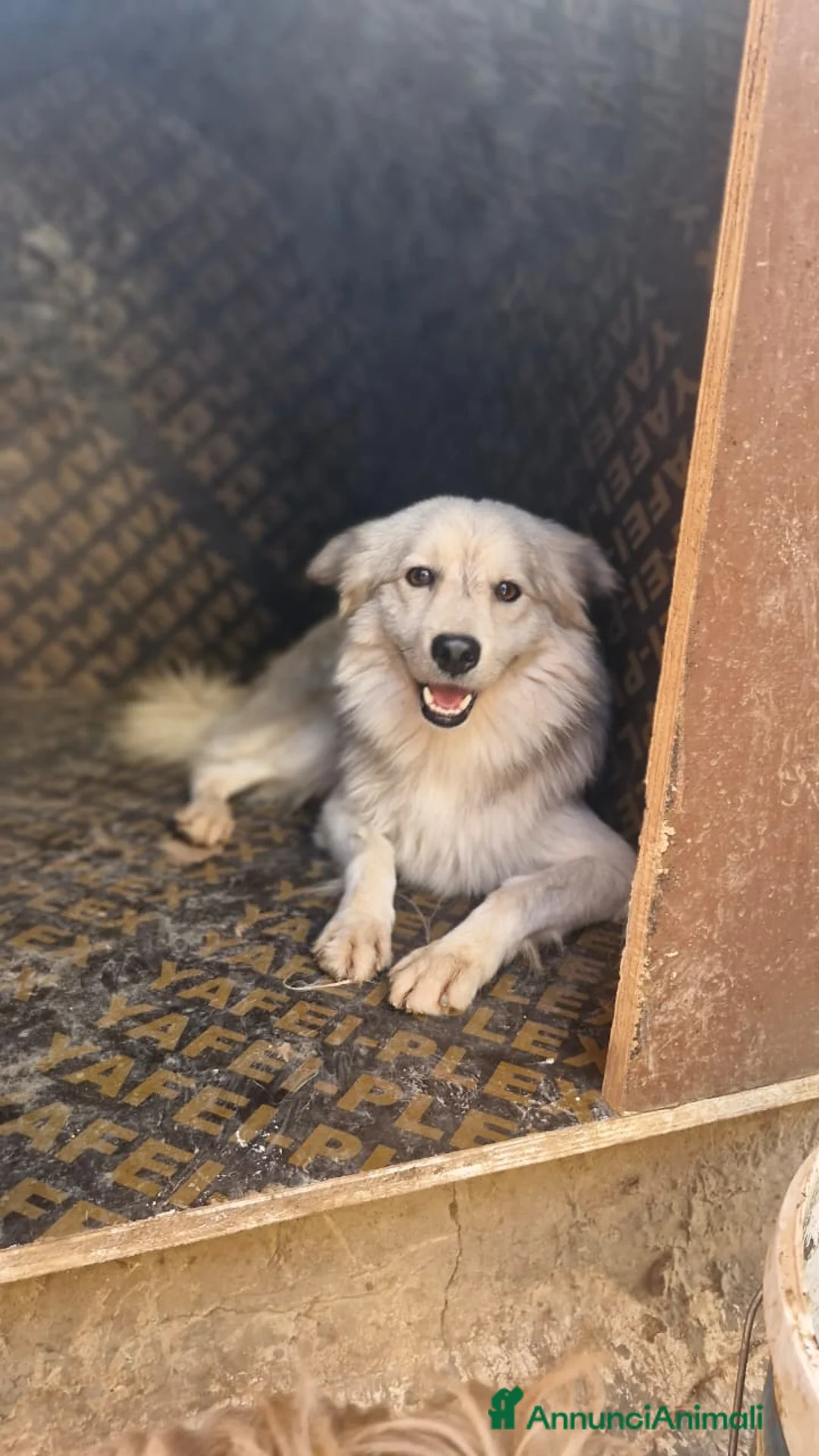 Meticcio cani in regalo: yorgo, un tenero pelosetto - Annuncio 2