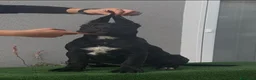 Cane Corso cani in vendita: Cucciole cane corso con pedigree  a Provincia di Campobasso - Annuncio 6
