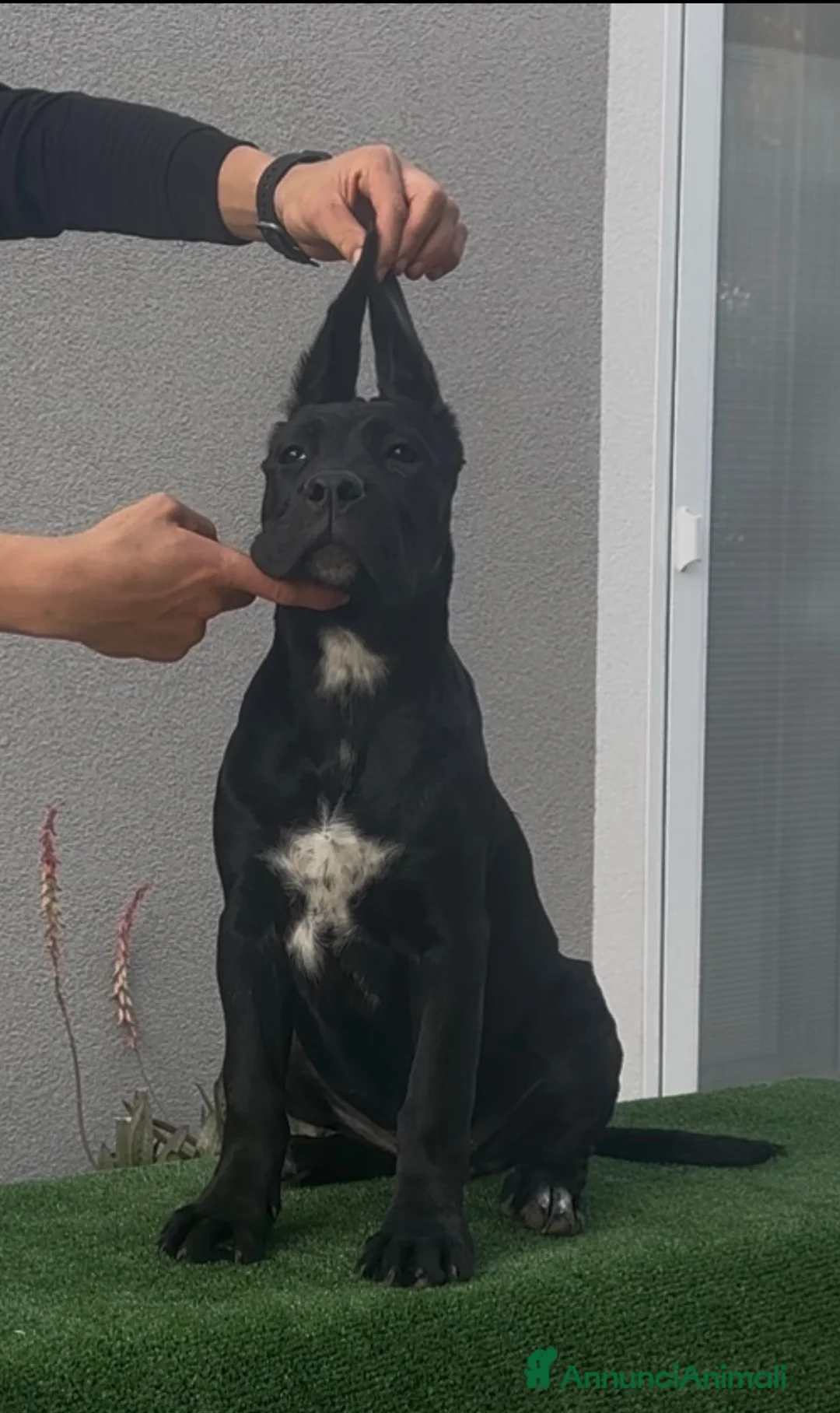 Cane Corso cani in vendita: Cucciole cane corso con pedigree  a Provincia di Campobasso - Annuncio 6