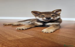 Shiba Inu cani in vendita: Cuccioli Shiba Inu sani ed equilibrati - Immagine 1