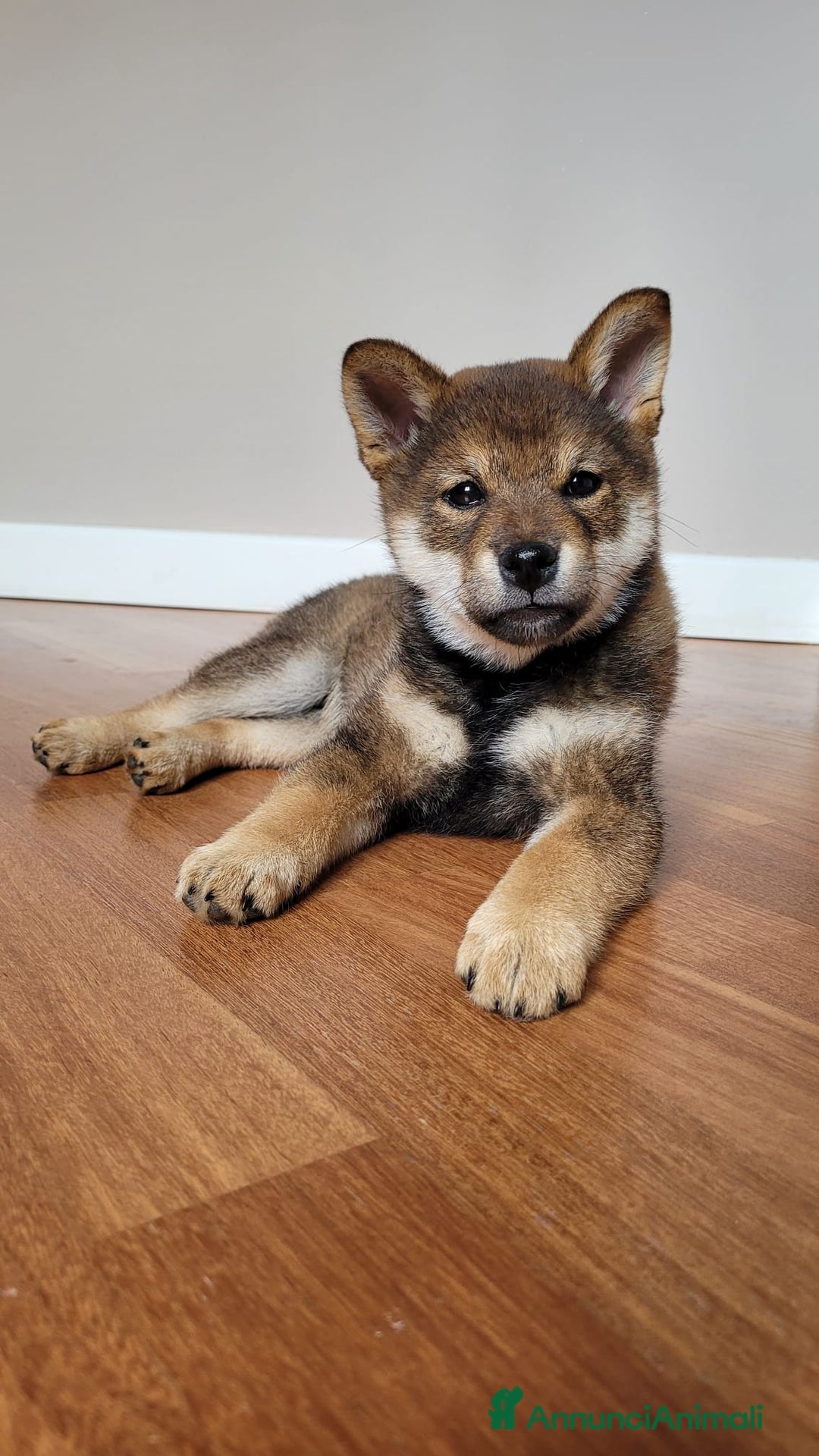Shiba Inu cani in vendita: Cuccioli Shiba Inu sani ed equilibrati - Immagine 1