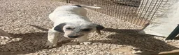 Meticcio cani in regalo: LA TENERA SIRYA - Annuncio 6