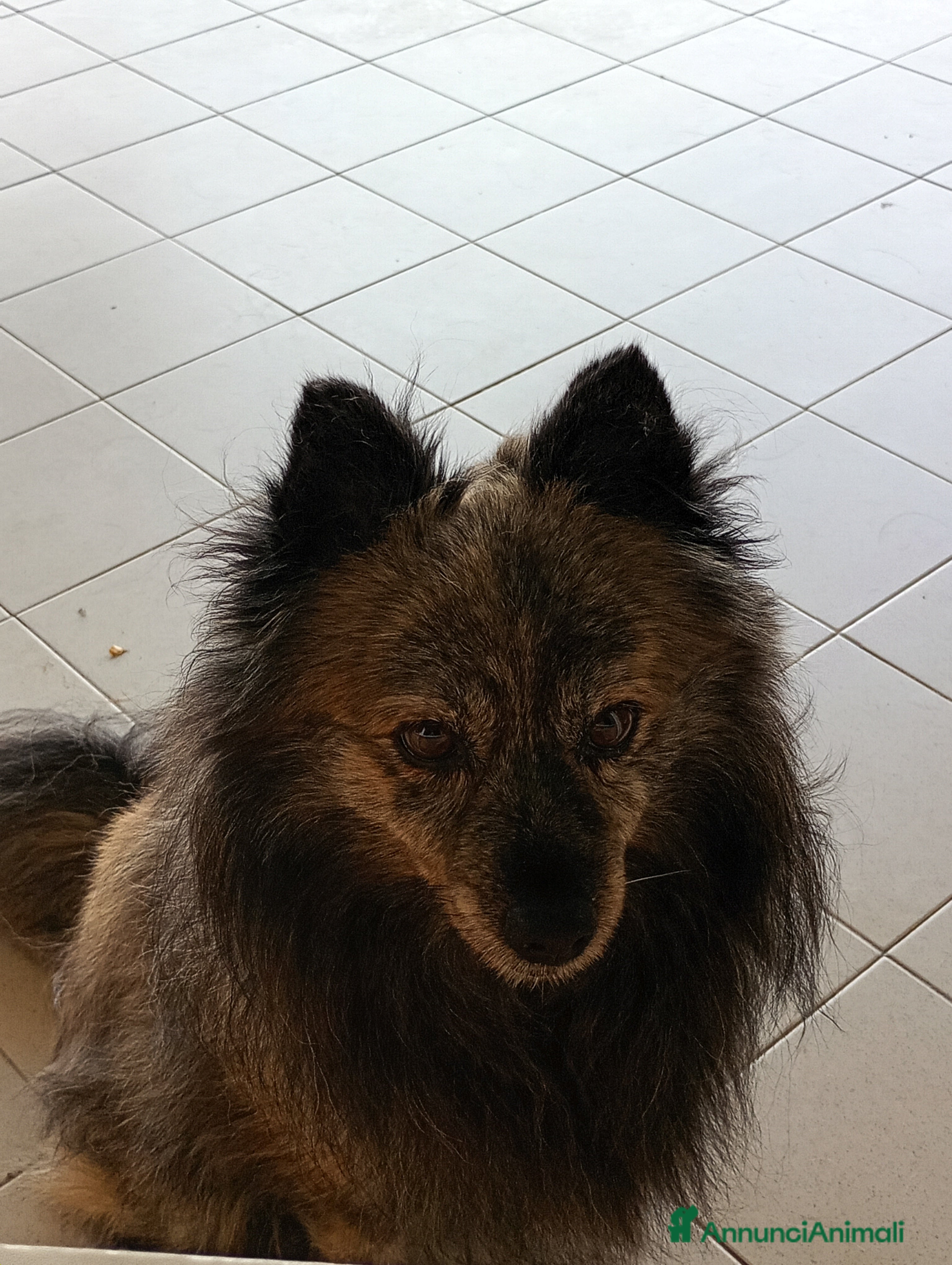 Volpino Italiano cani Regalo Scirby , bellissimo volpino  - Annuncio 8