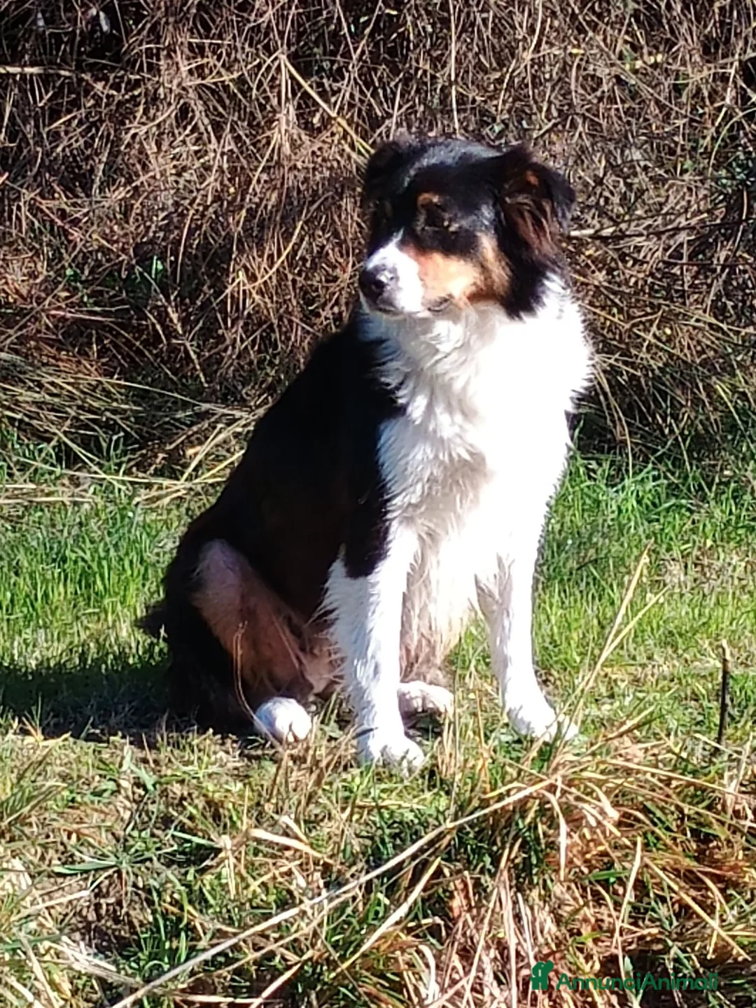 Australian Shepherd cani in vendita: CUCCIOLI DI PASTORE AUSTRALIANO CON PEDIGREE - Annuncio 2