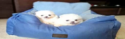 Spitz cani in vendita: Spitz di Pomerania NANO  - Annuncio 9