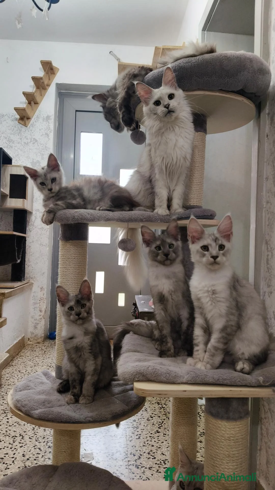 Maine Coon gatti in vendita: Cucciolo Maine Coon black smoke maschio - Annuncio 2