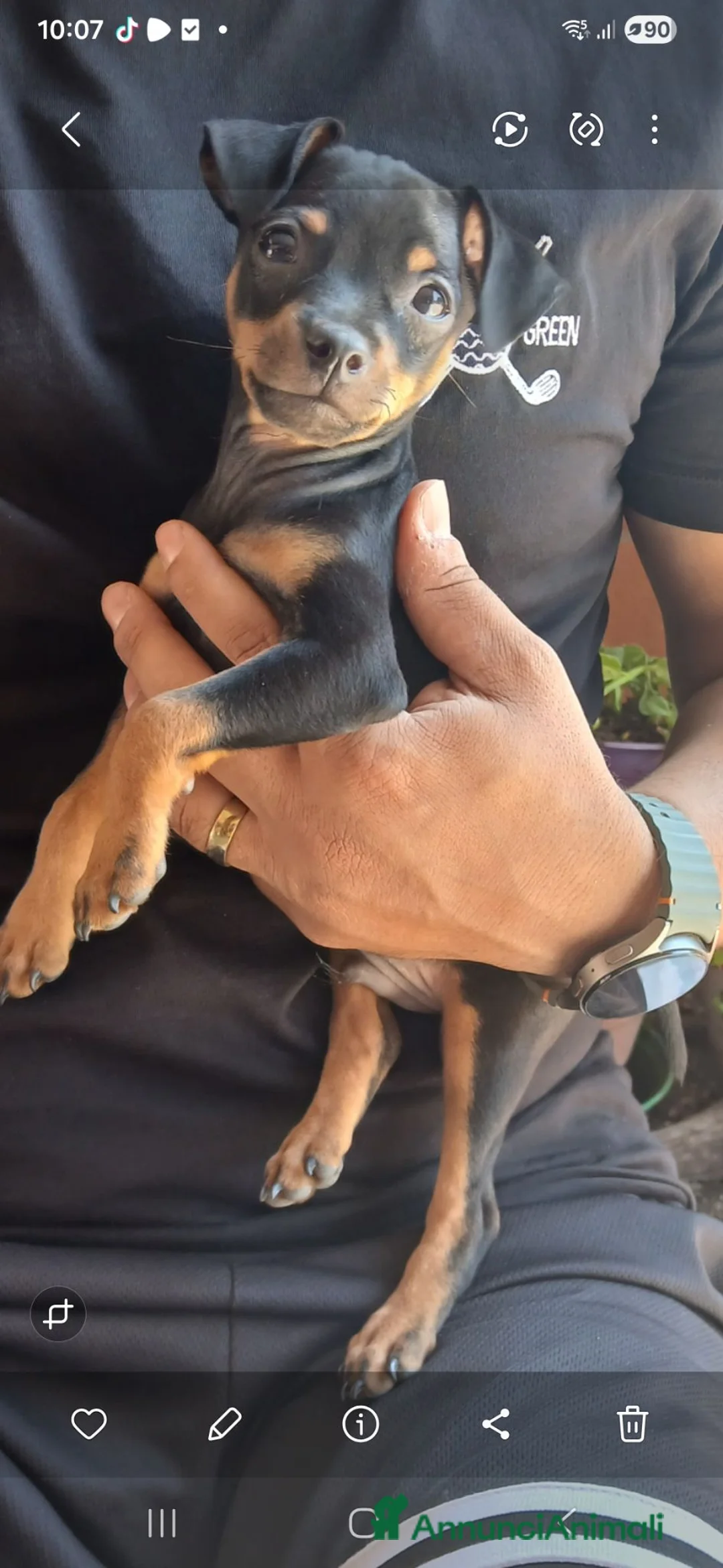 Pinscher Miniatura cani in vendita: Vendo pinsher nano per conto di una amica mia a Provincia di Latina - Annuncio 2