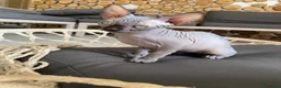 Sphynx gatti in vendita: Cuccioli Sphynks  - Annuncio 26