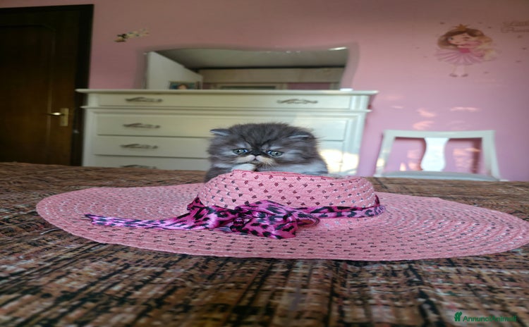 Persiano gatti a Provincia di Padova - Annuncio 4
