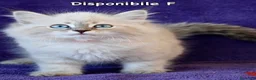 Siberiano gatti in vendita: Cuccioli ipoallergenici di gatto siberiano a Provincia di Pisa - Annuncio 4