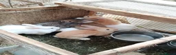 Altre razze gatti in vendita: Conigli  a Provincia di Cosenza - Annuncio 2