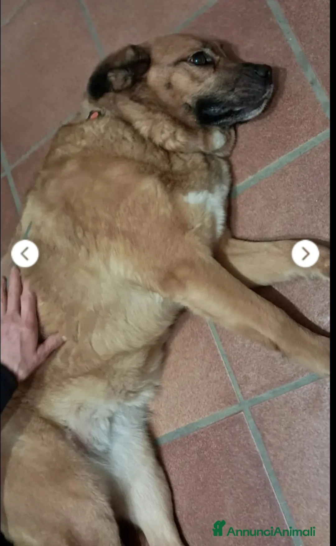 Meticcio cani in regalo: 6anni femmina RINUNCIA DI PROPRIETÀ!PISTOIA URGENT - Annuncio 3