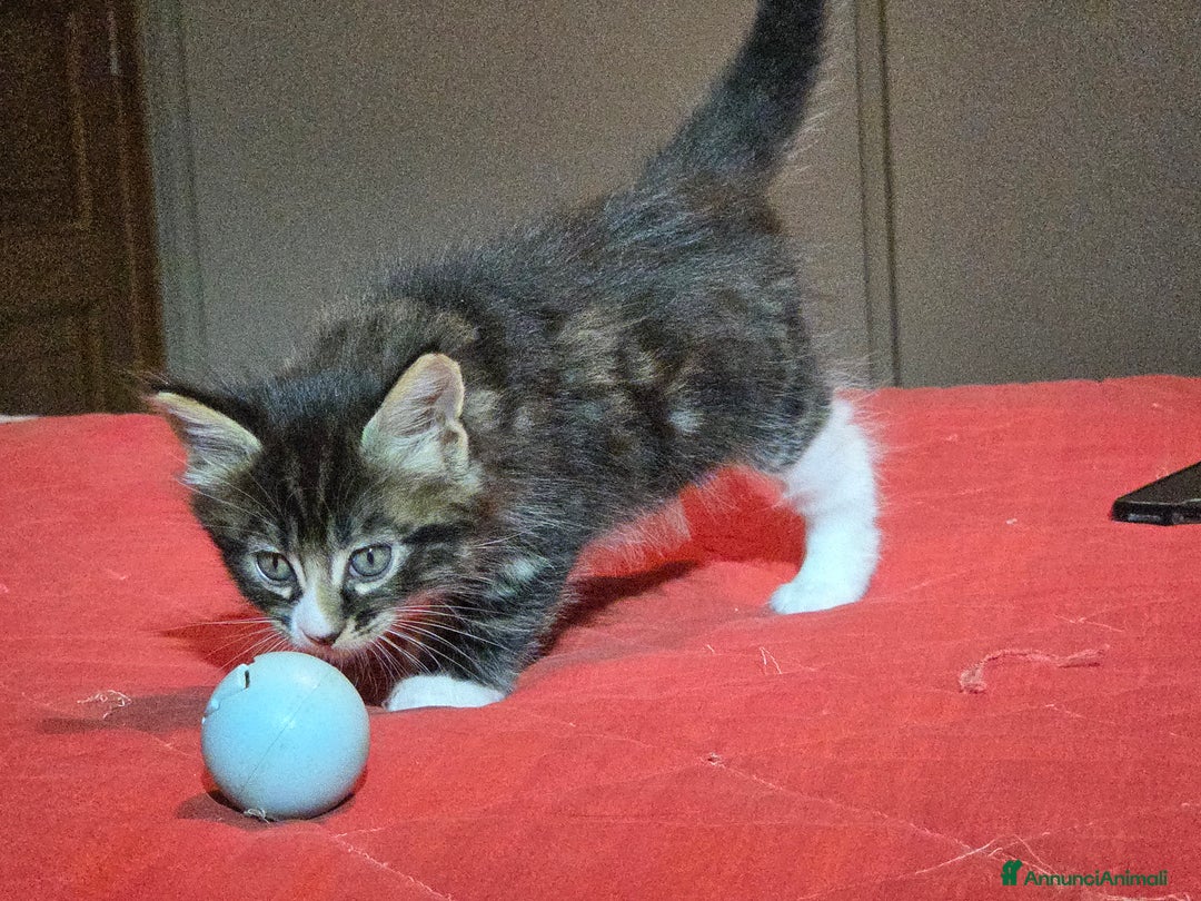 Maine Coon gatti in vendita: Vendo Cuccioli di Maine Coon - Annuncio 16