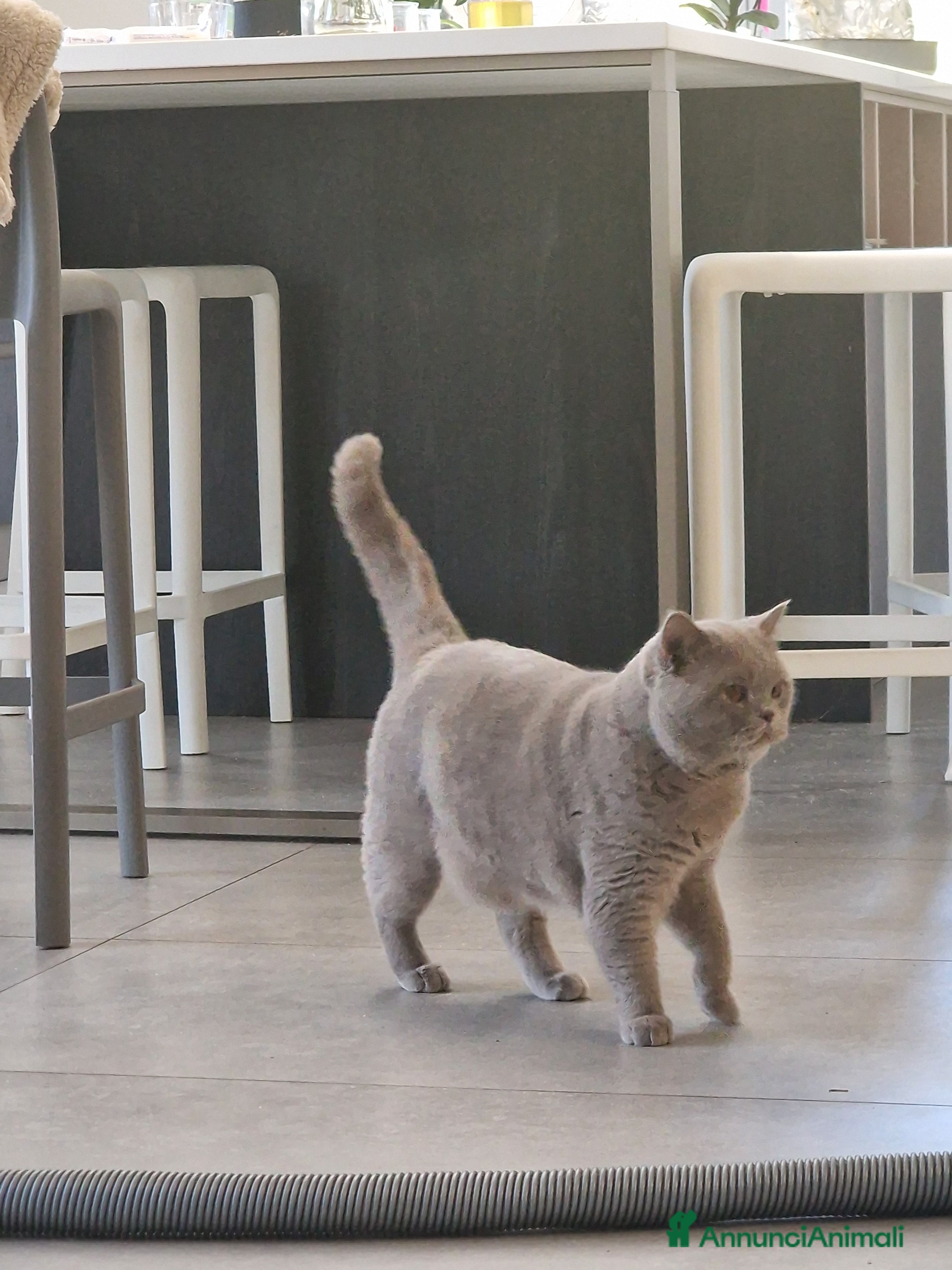 British gatti Maschio British per accoppiamento  - Annuncio 2