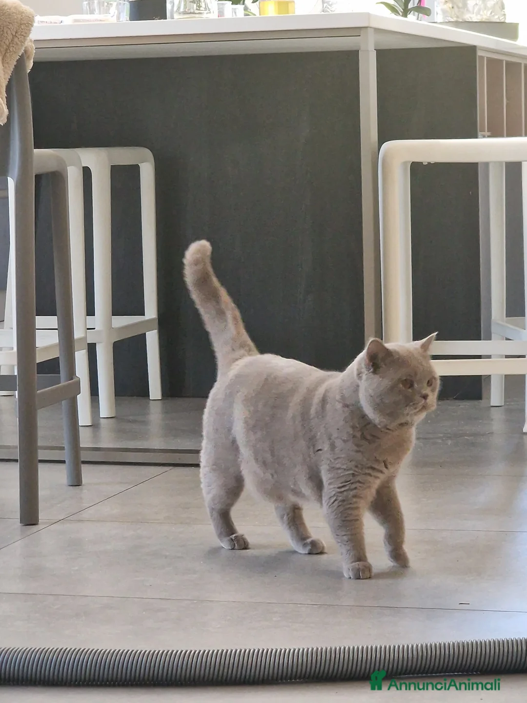 British gatti per accoppiamento: Maschio British per accoppiamento  - Annuncio 1