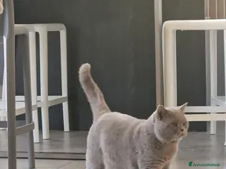 British gatti Maschio British per accoppiamento - Annuncio 2