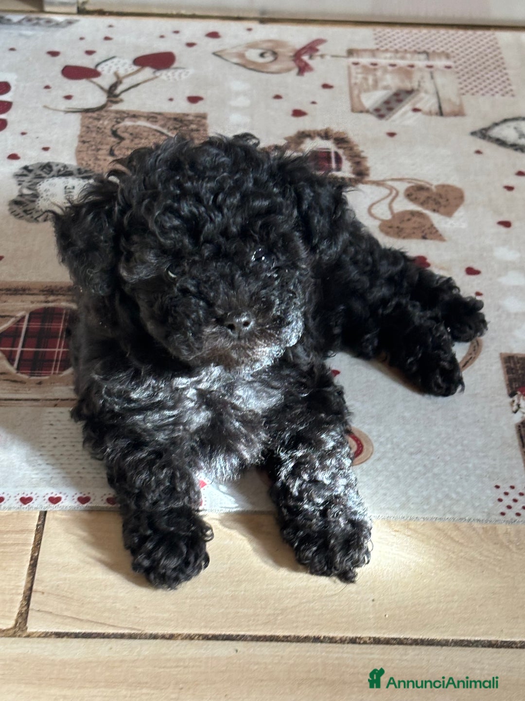 Barboncino Toy cani in vendita: barboncini toy - Annuncio 12