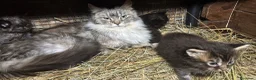 Maine Coon gatti in vendita: Cucciolo maine coon bellissimo  - Annuncio 1