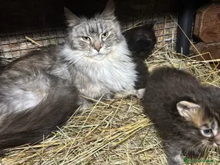 Maine Coon gatti Cucciolo maine coon bellissimo - Annuncio 1