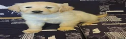 Golden Retriever cani in vendita: Cuccioli di golden retriever anglo americano  - Annuncio 3