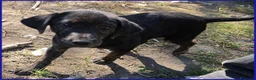Meticcio cani in regalo: TIZZO 4mesi sopravvisuto alle fiamme - Annuncio 5