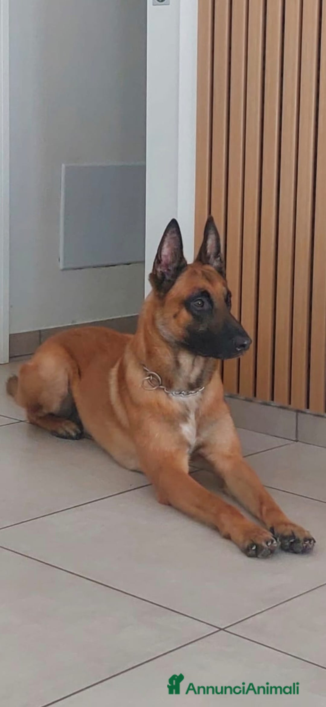 Pastore Belga cani in vendita: Cuccioli pastore belga Malinois con Pedigree ENCI - Annuncio 14